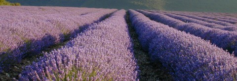 Champs-de-lavande-480x165